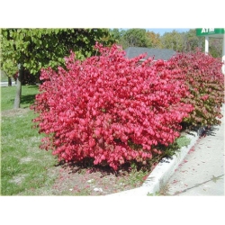 krzewy Trzmielina wielkoskrzydła K188